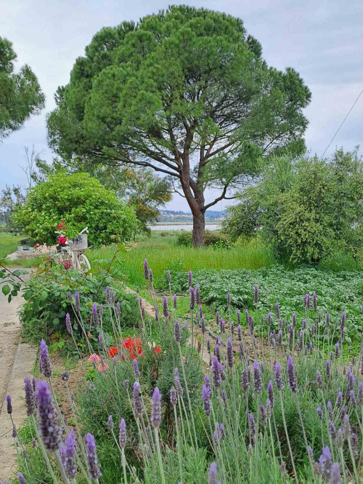 Corfu Lakeside Cottage Kanoni  Zewnętrze zdjęcie